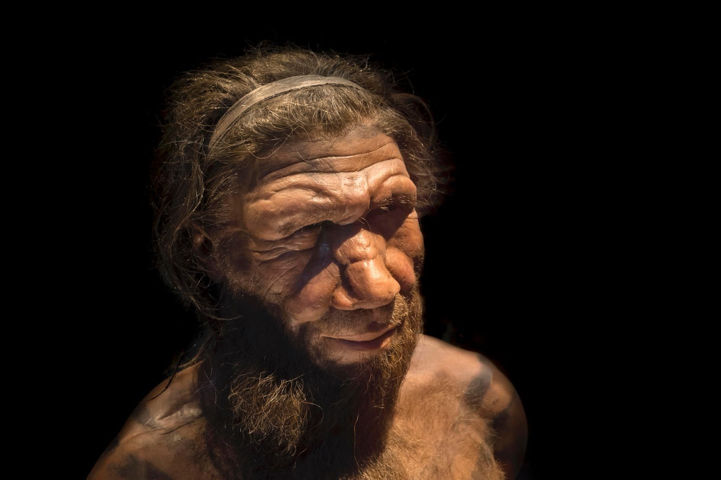 Die Nachbildung eines Neandertaler (Homo neanderthalensis) basierend auf 40.000 Jahre alten Überresten in einem Museum in Belgien