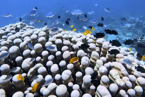 Beim Tauchgang: Mutter und Tochter stoßen auf die wohl größte Korallenkolonie der Welt