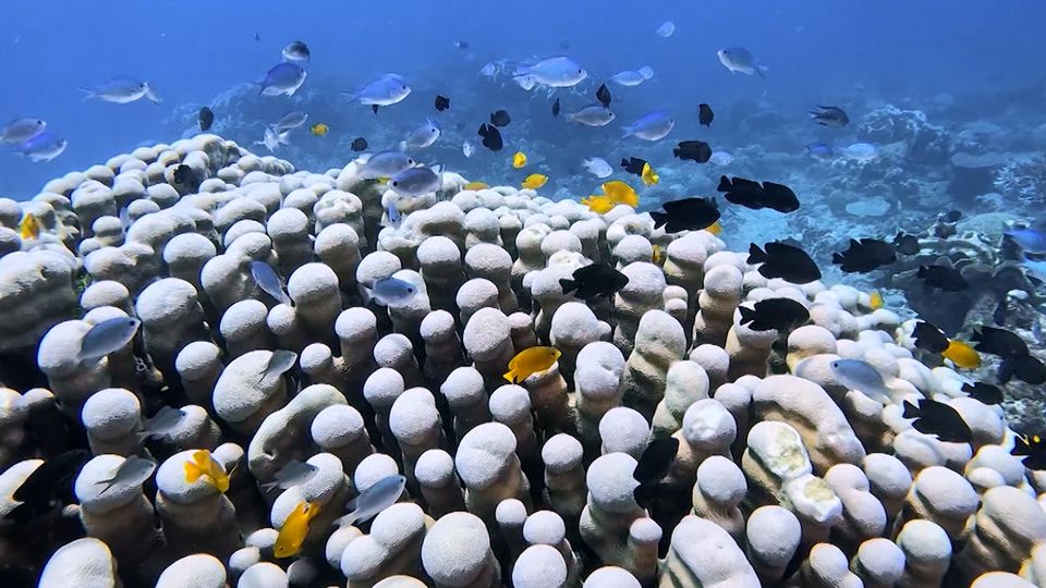 Beim Tauchgang: Mutter und Tochter stoßen auf die wohl größte Korallenkolonie der Welt