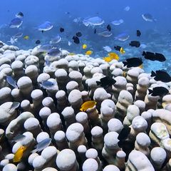 Beim Tauchgang: Mutter und Tochter stoßen auf die wohl größte Korallenkolonie der Welt