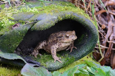Erdkröte im Garten