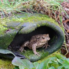 Erdkröte im Garten