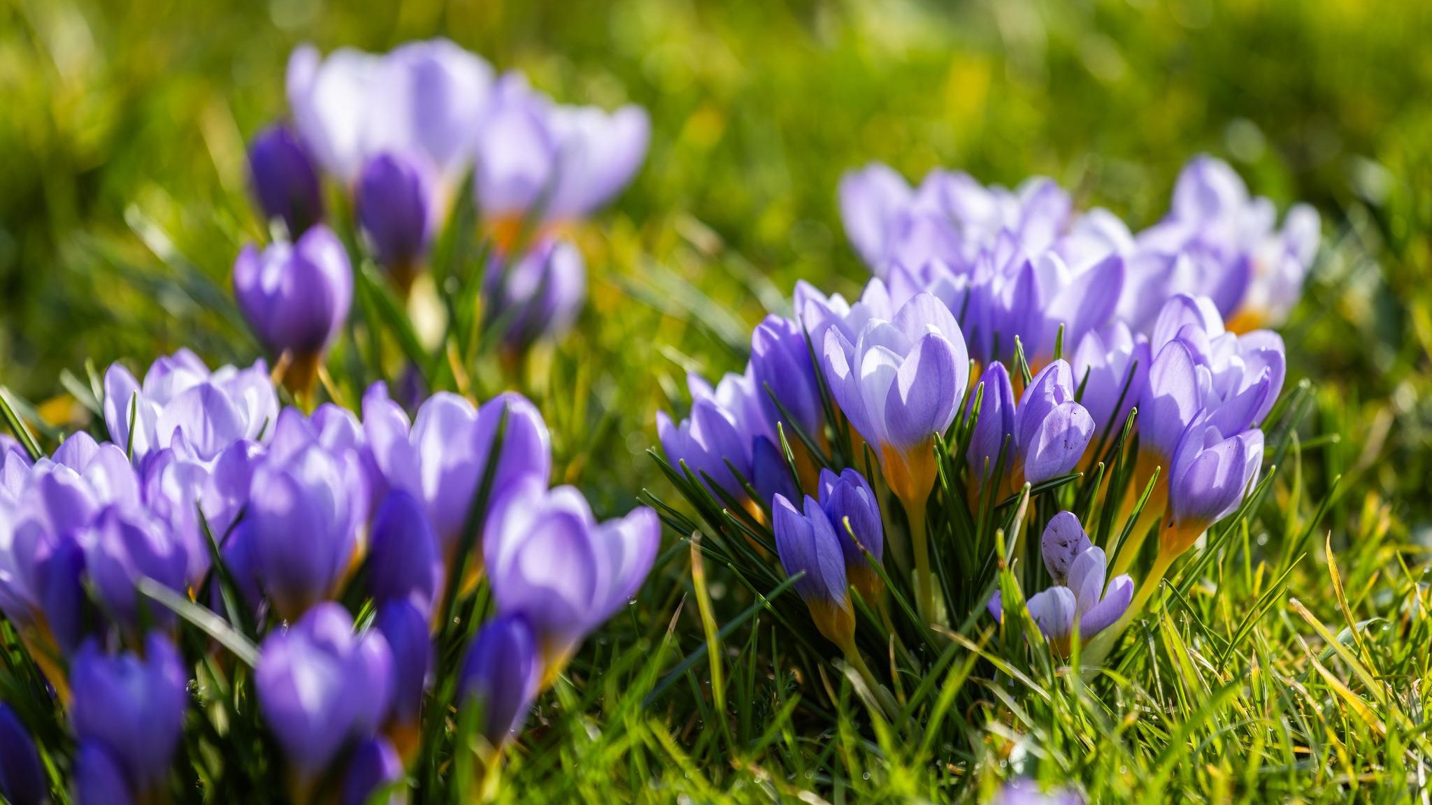 Krokusse im Freiburger Stadtgarten: Vielerorts in Deutschland brechen die ersten Frühblüher durch den Boden