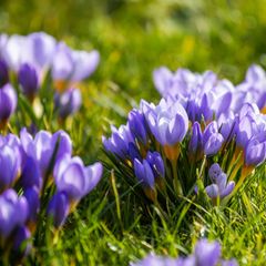 Krokusse im Freiburger Stadtgarten: Vielerorts in Deutschland brechen die ersten Frühblüher durch den Boden