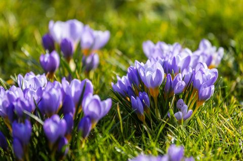Krokusse im Freiburger Stadtgarten: Vielerorts in Deutschland brechen die ersten Frühblüher durch den Boden