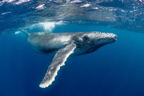 Akustisches Spektakel unter den Wellen: Mit kunstvollen Gesängen werben Buckelwal-Männchen um Weibchen