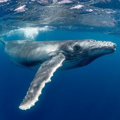 Akustisches Spektakel unter den Wellen: Mit kunstvollen Gesängen werben Buckelwal-Männchen um Weibchen