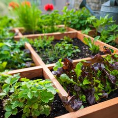 Square Foot Gardening: Anpflanzen von Blumen, Kräutern und Gemüse in  Quadraten in Holzkisten auf dem Balkon