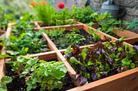 Square Foot Gardening: Anpflanzen von Blumen, Kräutern und Gemüse in  Quadraten in Holzkisten auf dem Balkon