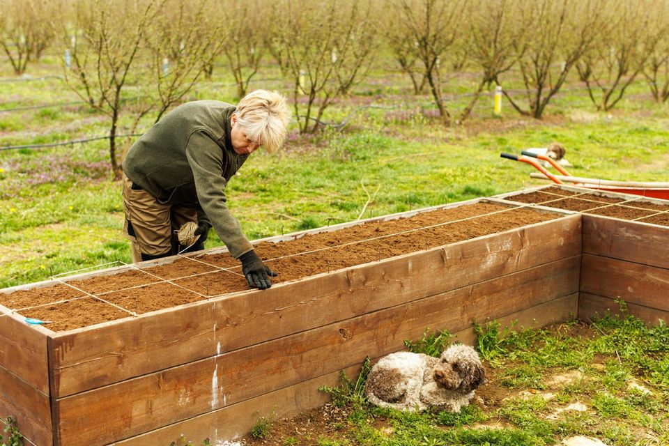 Square Foot Gardening: Frau mittleren Alters erstellt ein  Pflanzraster in einem Hochbeet