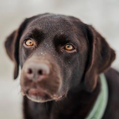 Dunkelbrauner Labrador schaut aufmerksam in die Kamera