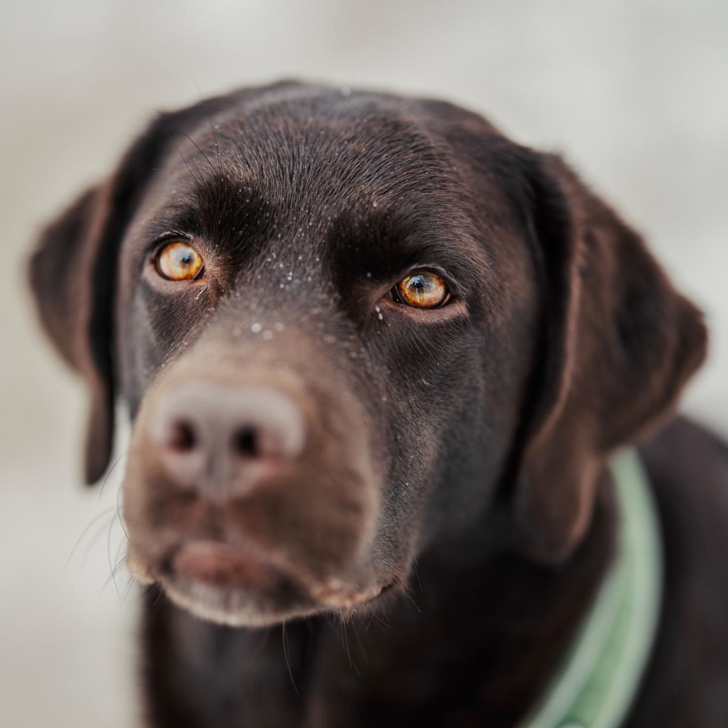Dunkelbrauner Labrador schaut aufmerksam in die Kamera