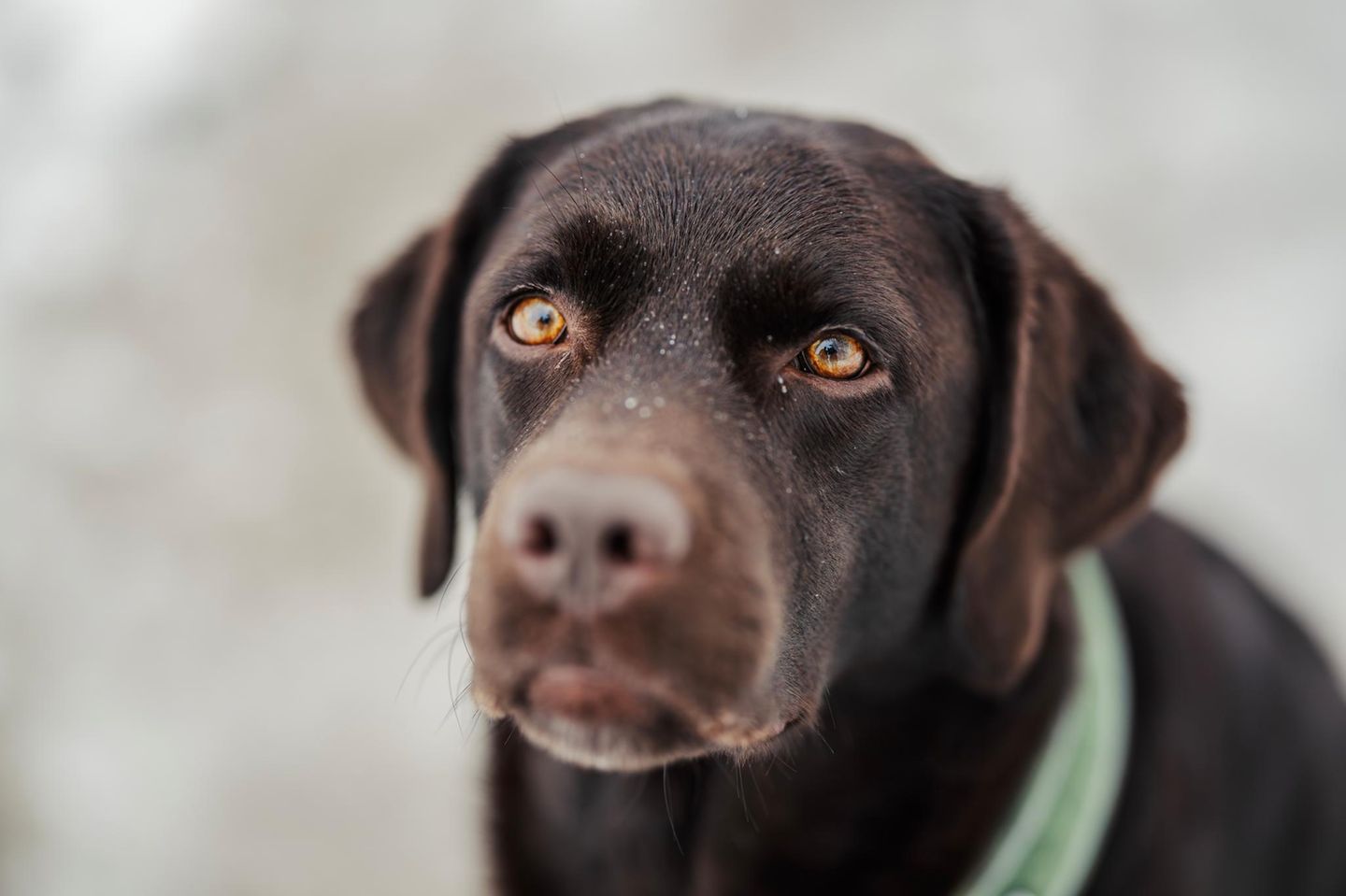 Dunkelbrauner Labrador schaut aufmerksam in die Kamera