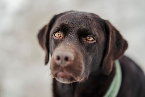 Dunkelbrauner Labrador schaut aufmerksam in die Kamera