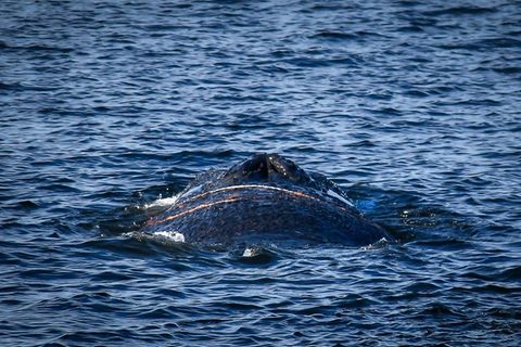 Ungewöhnlicher Besucher: Finnwal im Hafen von Wismar gesichtet