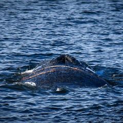 Ungewöhnlicher Besucher: Finnwal im Hafen von Wismar gesichtet
