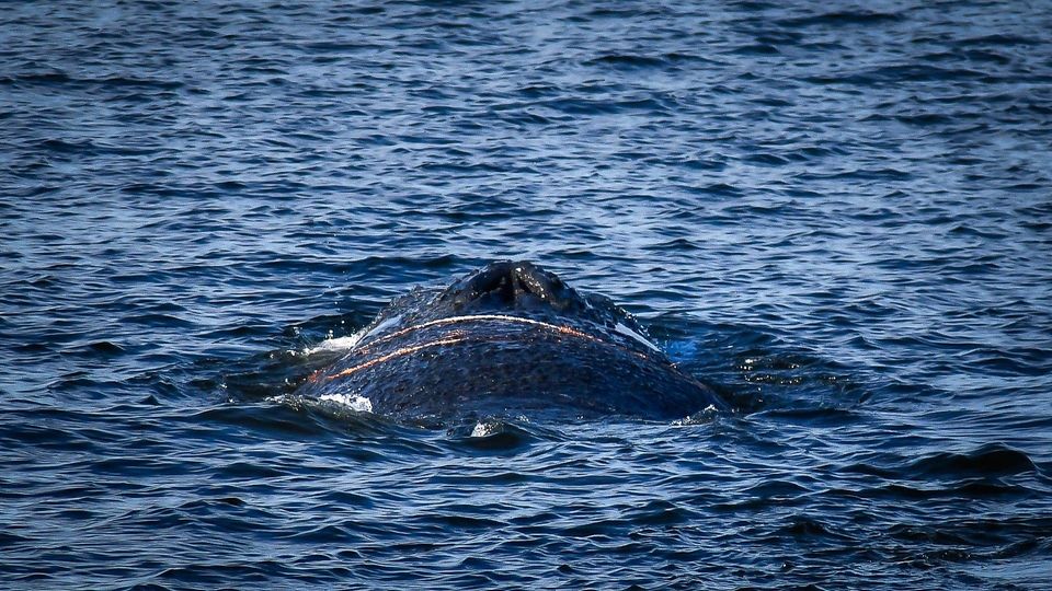 Ungewöhnlicher Besucher: Finnwal im Hafen von Wismar gesichtet