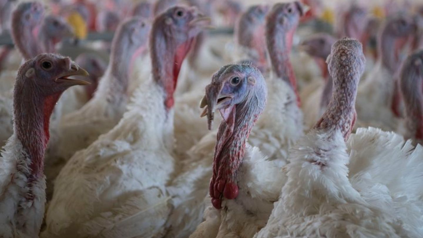 Puten im Stall eines Mastbetriebs. (Symbolbild) Foto: Philip Dulian/dpa
