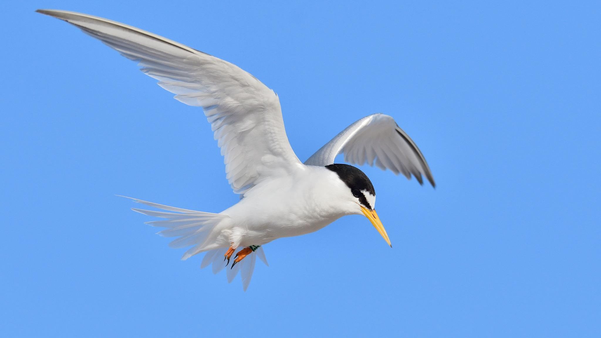 Zwergseeschwalbe im Flug