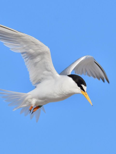 Zwergseeschwalbe im Flug