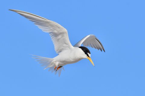 Zwergseeschwalbe im Flug