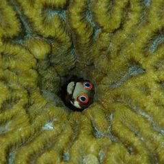 Ein Schleimfisch. Acanthemblemaria hancocki versteckt sich gern in leerstehenden Immobilien, etwa in Seepockengehäusen oder den verlassenen Wohnröhren von Würmern und Weichtieren. Sein schmaler, wenige Zentimeter langer Körper ist dafür wie geschaffen. Hinaus wagt er sich nur, wenn seine rotgeränderten Augen kleine Krebstierchen in der Wassersäule erspähen. Die Heimat des schüchternen Zwergs sind die Riffe Panamas und Costa Ricas, aber auch Aquaristen haben ihn ins Herz geschlossen  KW 10