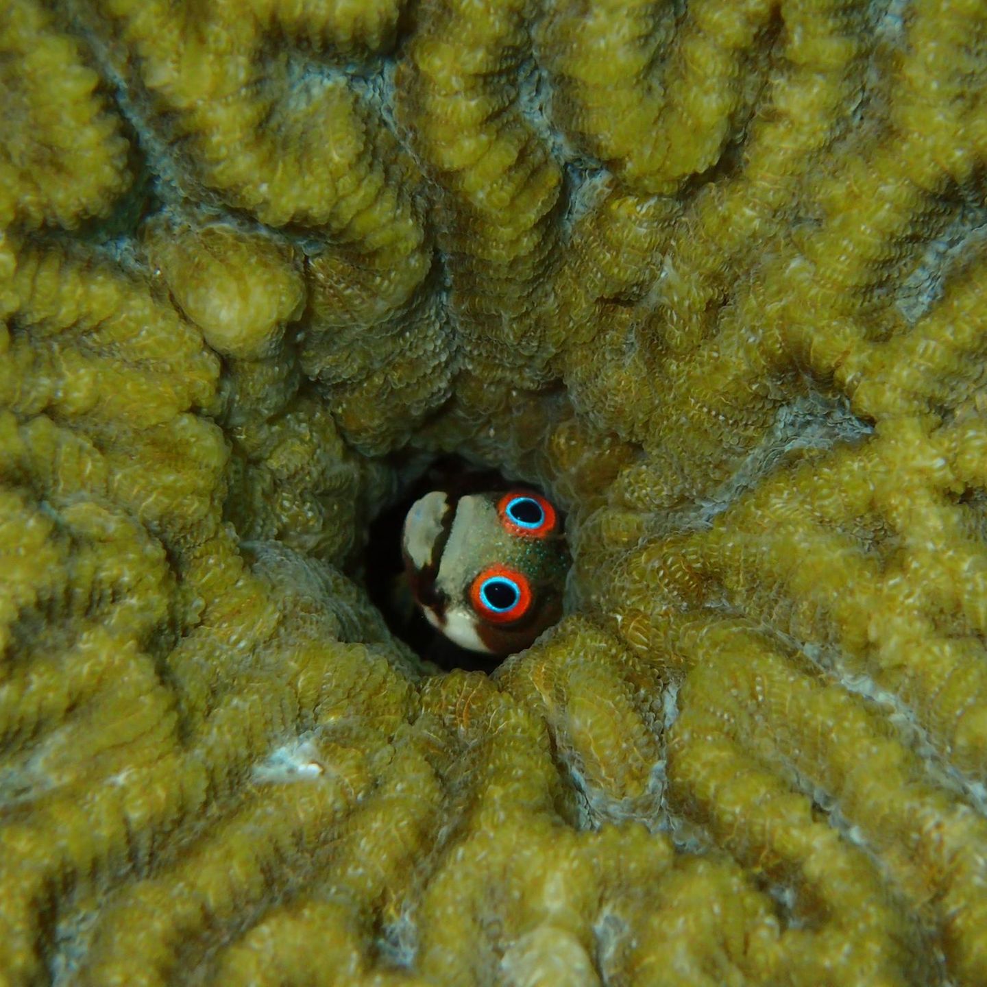 Ein Schleimfisch. Acanthemblemaria hancocki versteckt sich gern in leerstehenden Immobilien, etwa in Seepockengehäusen oder den verlassenen Wohnröhren von Würmern und Weichtieren. Sein schmaler, wenige Zentimeter langer Körper ist dafür wie geschaffen. Hinaus wagt er sich nur, wenn seine rotgeränderten Augen kleine Krebstierchen in der Wassersäule erspähen. Die Heimat des schüchternen Zwergs sind die Riffe Panamas und Costa Ricas, aber auch Aquaristen haben ihn ins Herz geschlossen  KW 10