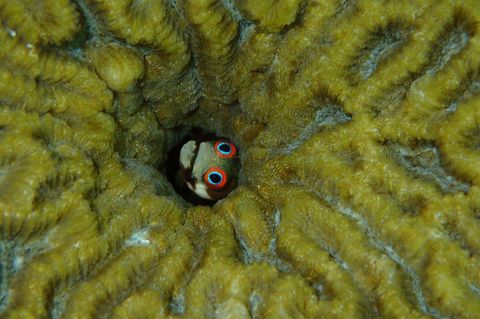 Ein Schleimfisch. Acanthemblemaria hancocki versteckt sich gern in leerstehenden Immobilien, etwa in Seepockengehäusen oder den verlassenen Wohnröhren von Würmern und Weichtieren. Sein schmaler, wenige Zentimeter langer Körper ist dafür wie geschaffen. Hinaus wagt er sich nur, wenn seine rotgeränderten Augen kleine Krebstierchen in der Wassersäule erspähen. Die Heimat des schüchternen Zwergs sind die Riffe Panamas und Costa Ricas, aber auch Aquaristen haben ihn ins Herz geschlossen  KW 10