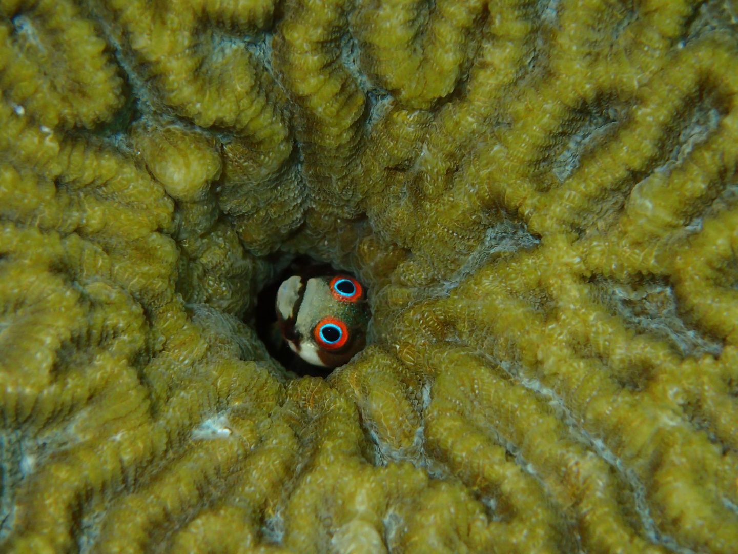 Ein Schleimfisch. Acanthemblemaria hancocki versteckt sich gern in leerstehenden Immobilien, etwa in Seepockengehäusen oder den verlassenen Wohnröhren von Würmern und Weichtieren. Sein schmaler, wenige Zentimeter langer Körper ist dafür wie geschaffen. Hinaus wagt er sich nur, wenn seine rotgeränderten Augen kleine Krebstierchen in der Wassersäule erspähen. Die Heimat des schüchternen Zwergs sind die Riffe Panamas und Costa Ricas, aber auch Aquaristen haben ihn ins Herz geschlossen  KW 10