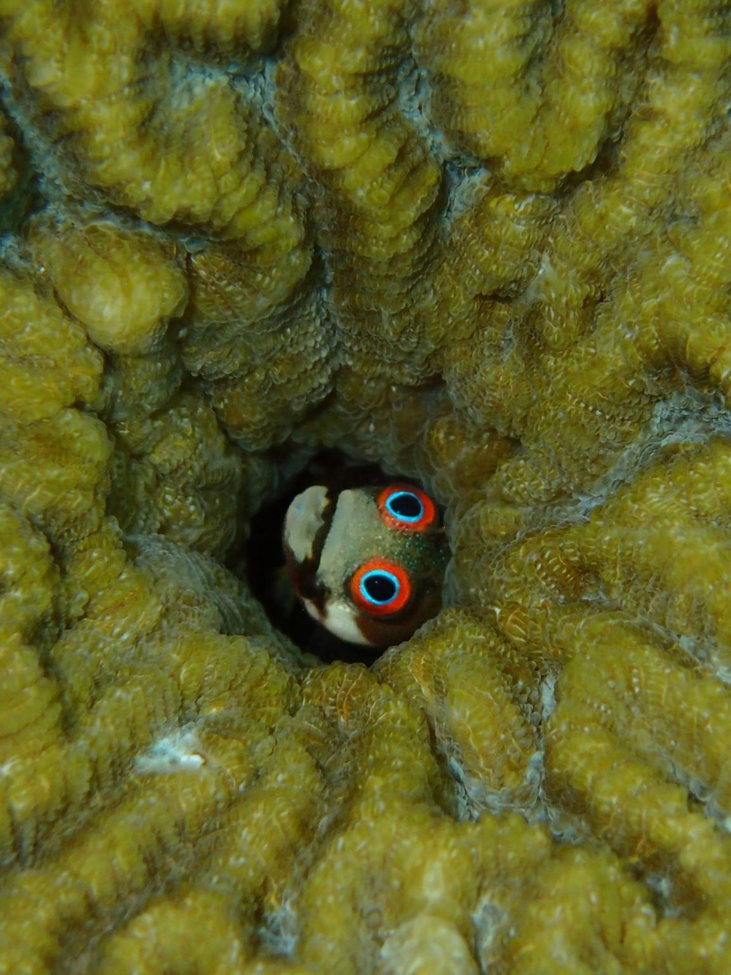 Ein Schleimfisch. Acanthemblemaria hancocki versteckt sich gern in leerstehenden Immobilien, etwa in Seepockengehäusen oder den verlassenen Wohnröhren von Würmern und Weichtieren. Sein schmaler, wenige Zentimeter langer Körper ist dafür wie geschaffen. Hinaus wagt er sich nur, wenn seine rotgeränderten Augen kleine Krebstierchen in der Wassersäule erspähen. Die Heimat des schüchternen Zwergs sind die Riffe Panamas und Costa Ricas, aber auch Aquaristen haben ihn ins Herz geschlossen  KW 10