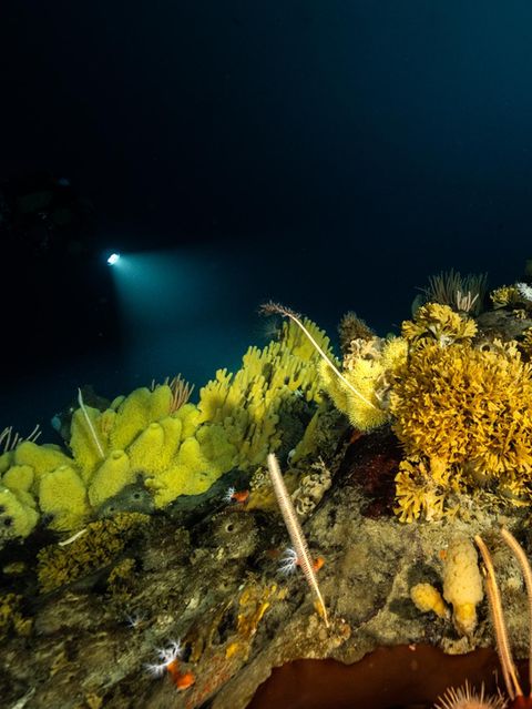 Ein Seetierwald in der Antarktis