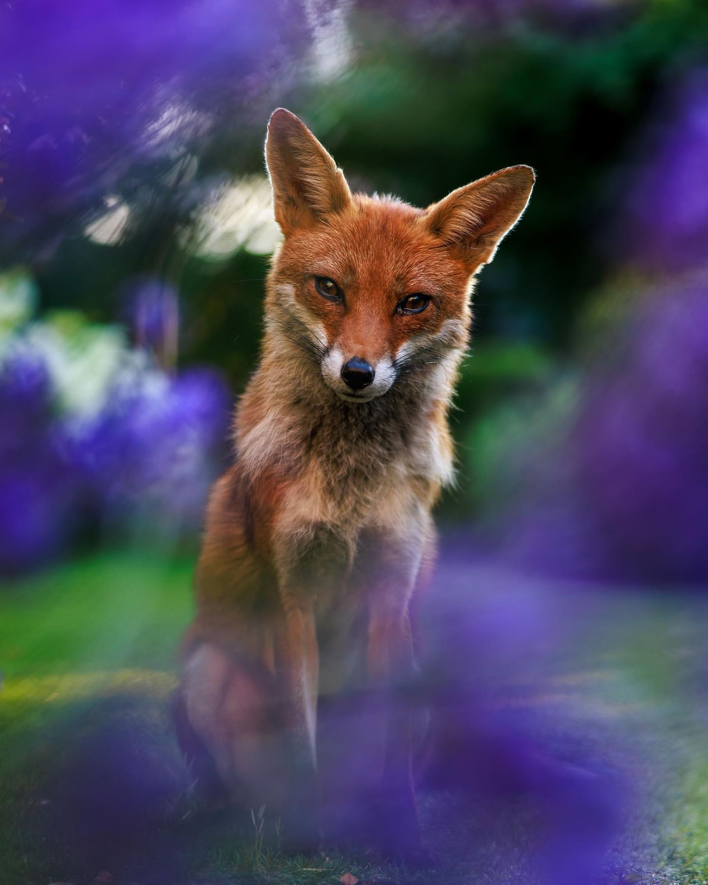 Animal Portraits  Through the Lavender  Animal Portraits | Runner-up  Felix Belloin  Red fox (Vulpes vulpes)  Richmond, England     In summer 2024, I had an unexpected visit from a neighbourhood fox who decided to come by my garden. Probably attracted by the commotion around the bird feeder, she sat on the lawn and allowed me to get close. I grabbed a medium telephoto lens with a very wide aperture and took her portrait through a gap in the lavender. Later in June, after multiple visits, and considering the prevalence of mange in my area, I decided to get a mange deterrent from the National Fox Welfare Society, which I administered to her in a small portion of cat food!