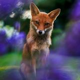Animal Portraits  Through the Lavender  Animal Portraits | Runner-up  Felix Belloin  Red fox (Vulpes vulpes)  Richmond, England     In summer 2024, I had an unexpected visit from a neighbourhood fox who decided to come by my garden. Probably attracted by the commotion around the bird feeder, she sat on the lawn and allowed me to get close. I grabbed a medium telephoto lens with a very wide aperture and took her portrait through a gap in the lavender. Later in June, after multiple visits, and considering the prevalence of mange in my area, I decided to get a mange deterrent from the National Fox Welfare Society, which I administered to her in a small portion of cat food!