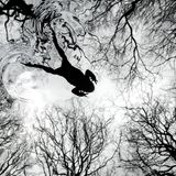 Overall Winner - British Wildlife Photographer of the Year – Black & White  A Toad Swims Across Its Woodland Pond  British Wildlife Photographer of the Year 2026 and Black & White Winner   Paul Hobson  Toad (Bufo bufo)  Sheffield, England     I am lucky to have a pond close to my house that has relatively clear water, especially in late winter and early spring before the algae starts to grow. Toads use this pond to breed in and I decided I wanted to try to capture an image looking up from the bottom of the pond. To try to do this I built a glass box to house the camera and keep it dry. I had to add ballast to make sure it would sink and used old tripod legs glued to its sides to keep the box level. I worked out the depth the box would be and set the focus so that it would capture a toad, if one swam across the surface. I triggered the camera using an adapted long cable release. I had to wait quite a long time until a toad swam across the surface – most of them would usually swim below it and rest on the glass. 