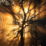 Wild Woods     Beams of Brightness  Wild Woods | Winner  Mark Richardson  Bushy Park, London, England     This photograph was taken at dawn on a frosty winter’s morning in South East England, just as the sunlight broke through the canopy of the woodlands. Using a telephoto lens, I framed the scene with a reasonably close crop to give a sense of energy and atmosphere to the emerging, dramatic light, and to emphasise the golden halo created around the tree in the centre of the image.