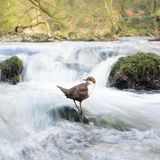 Habitat  Dipper Dream  Habitat | Winner  Marc Humphrey  Dipper (Cinclus cinclus)  Derbyshire Dales, England     Dippers are creatures of habit, and after spending numerous days observing these entertaining birds I was able to discover many of their favoured rocks. I wanted to capture something different, encapsulating the stunning woodland and rushing white water that these birds are so at home in. For this photo I utilised a wide-angle lens, and so as to limit disturbance, I waded into the water, framed up my shot using a tripod, manually focussed on the rock and used a remote shutter whilst sat on the riverbank. To capture the painterly effect in the water, I used a shutter speed of 1/15s.