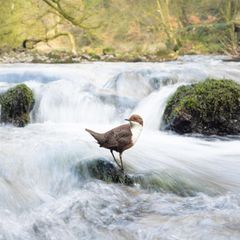 Habitat  Dipper Dream  Habitat | Winner  Marc Humphrey  Dipper (Cinclus cinclus)  Derbyshire Dales, England     Dippers are creatures of habit, and after spending numerous days observing these entertaining birds I was able to discover many of their favoured rocks. I wanted to capture something different, encapsulating the stunning woodland and rushing white water that these birds are so at home in. For this photo I utilised a wide-angle lens, and so as to limit disturbance, I waded into the water, framed up my shot using a tripod, manually focussed on the rock and used a remote shutter whilst sat on the riverbank. To capture the painterly effect in the water, I used a shutter speed of 1/15s.