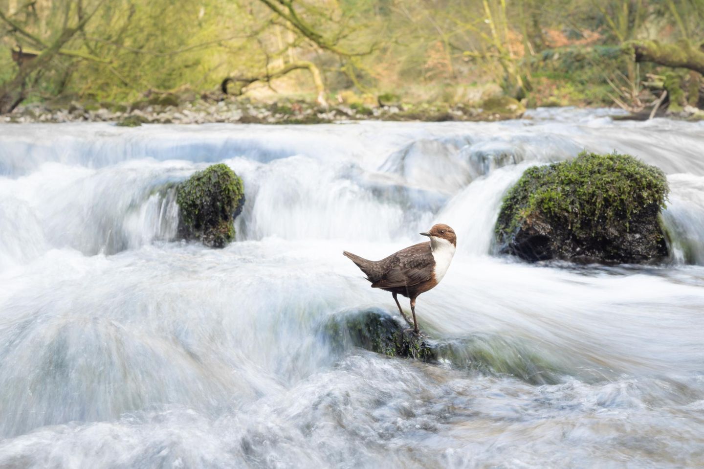 Habitat  Dipper Dream  Habitat | Winner  Marc Humphrey  Dipper (Cinclus cinclus)  Derbyshire Dales, England     Dippers are creatures of habit, and after spending numerous days observing these entertaining birds I was able to discover many of their favoured rocks. I wanted to capture something different, encapsulating the stunning woodland and rushing white water that these birds are so at home in. For this photo I utilised a wide-angle lens, and so as to limit disturbance, I waded into the water, framed up my shot using a tripod, manually focussed on the rock and used a remote shutter whilst sat on the riverbank. To capture the painterly effect in the water, I used a shutter speed of 1/15s.