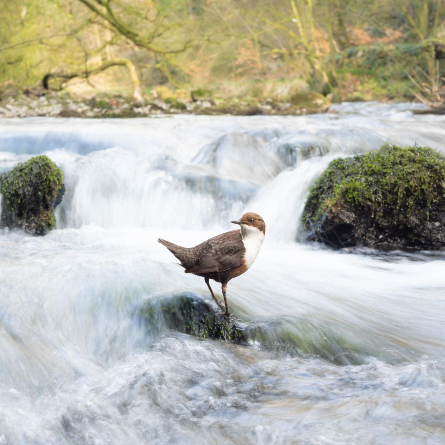 Habitat  Dipper Dream  Habitat | Winner  Marc Humphrey  Dipper (Cinclus cinclus)  Derbyshire Dales, England     Dippers are creatures of habit, and after spending numerous days observing these entertaining birds I was able to discover many of their favoured rocks. I wanted to capture something different, encapsulating the stunning woodland and rushing white water that these birds are so at home in. For this photo I utilised a wide-angle lens, and so as to limit disturbance, I waded into the water, framed up my shot using a tripod, manually focussed on the rock and used a remote shutter whilst sat on the riverbank. To capture the painterly effect in the water, I used a shutter speed of 1/15s.