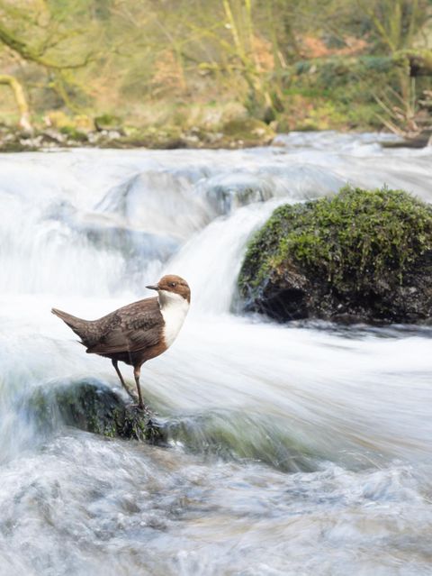 Habitat  Dipper Dream  Habitat | Winner  Marc Humphrey  Dipper (Cinclus cinclus)  Derbyshire Dales, England     Dippers are creatures of habit, and after spending numerous days observing these entertaining birds I was able to discover many of their favoured rocks. I wanted to capture something different, encapsulating the stunning woodland and rushing white water that these birds are so at home in. For this photo I utilised a wide-angle lens, and so as to limit disturbance, I waded into the water, framed up my shot using a tripod, manually focussed on the rock and used a remote shutter whilst sat on the riverbank. To capture the painterly effect in the water, I used a shutter speed of 1/15s.