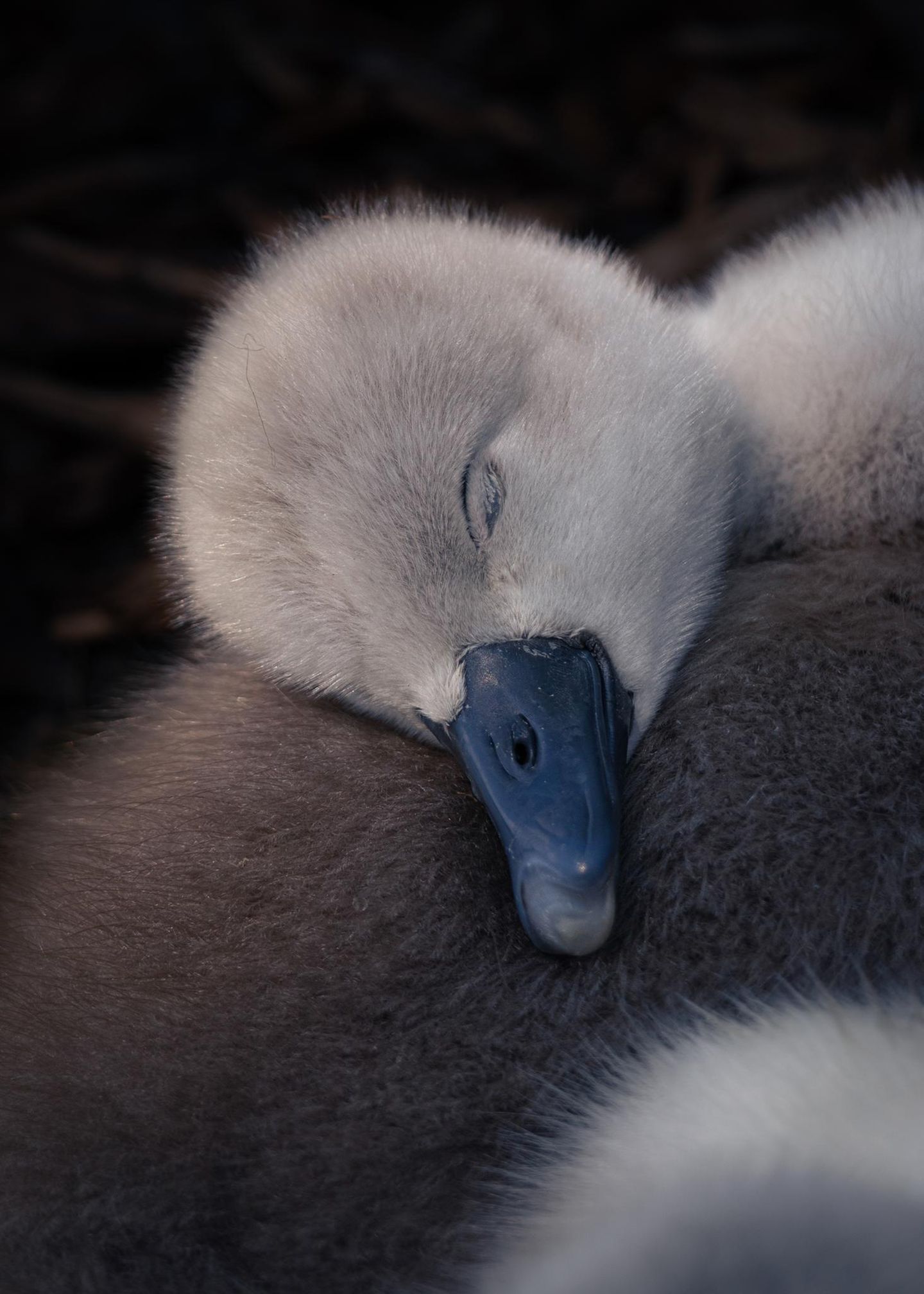 Overall Winner - YOUNG BRITISH WILDLIFE PHOTOGRAPHER OF THE YEAR   Feathery Pillow  Young British Wildlife Photographer of the Year 2026  and 15-17 Years Winner  Ben Lucas  Mute swan (Cygnus olor)  Hornchurch, England     This was such an adorable moment to witness. A whole family of mute swans swam up to me as I was quietly sitting on the bank of a beautiful lake. They all lay down for a rest right beside me. The five newly hatched cygnets curled up together in a fluffy grey bundle and I captured this photo as one lay its little head on the back of its sibling. Nature can often be so cruel, but tender moments like this warm my heart!