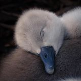 Overall Winner - YOUNG BRITISH WILDLIFE PHOTOGRAPHER OF THE YEAR   Feathery Pillow  Young British Wildlife Photographer of the Year 2026  and 15-17 Years Winner  Ben Lucas  Mute swan (Cygnus olor)  Hornchurch, England     This was such an adorable moment to witness. A whole family of mute swans swam up to me as I was quietly sitting on the bank of a beautiful lake. They all lay down for a rest right beside me. The five newly hatched cygnets curled up together in a fluffy grey bundle and I captured this photo as one lay its little head on the back of its sibling. Nature can often be so cruel, but tender moments like this warm my heart!