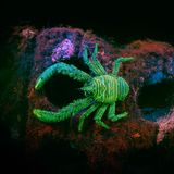 Coast & Marine  Glowing Bright  Coast & Marine | Winner  James Lynott  Spiny squat lobster (Galathea strigosa)  Inveraray, Loch Fyne, Scotland     A spiny squat lobster captured fluorescing during a night dive in Loch Fyne, in November 2024. Image taken using two Sea&Sea YS01-Solis strobes with Nightsea excitation filters. A FireDiveGear gel barrier filter was used behind the 8mm fisheye lens.