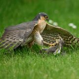 Animal Behaviour  Nemesis  Animal Behaviour | Winner  Mark Parker  Sparrowhawk and juvenile starling (Accipiter nisus and Sturnus vulgaris)  Royston, Hertfordshire, England     Because the sparrowhawk had never gone to ground before on previous visits to the garden and not knowing how long it would stay, I just wanted to get an image to record the event before then concentrating on my settings. The story I think the image portrays, is evident in the eye contact between the two subjects and the vice-like grip they have on each other, however, the eye contact and grip of the juvenile starling is out of pure fear whilst that of its nemesis is one of dominance and relief in finally catching a much needed meal.