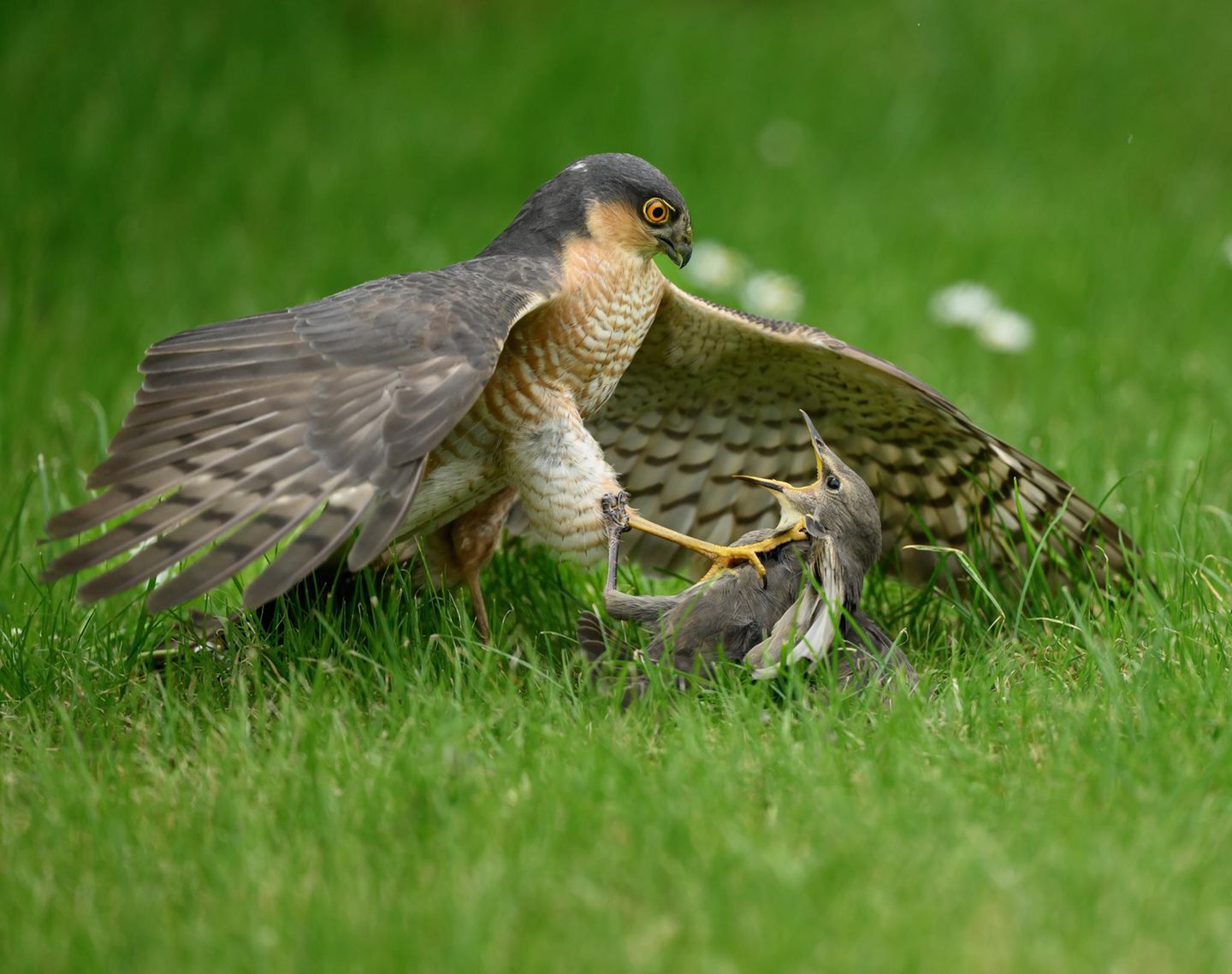 Animal Behaviour  Nemesis  Animal Behaviour | Winner  Mark Parker  Sparrowhawk and juvenile starling (Accipiter nisus and Sturnus vulgaris)  Royston, Hertfordshire, England     Because the sparrowhawk had never gone to ground before on previous visits to the garden and not knowing how long it would stay, I just wanted to get an image to record the event before then concentrating on my settings. The story I think the image portrays, is evident in the eye contact between the two subjects and the vice-like grip they have on each other, however, the eye contact and grip of the juvenile starling is out of pure fear whilst that of its nemesis is one of dominance and relief in finally catching a much needed meal.