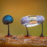 Botanical Britain  Slime Moulds and a Water Droplet  Botanical Britain | Winner  Barry Webb  Slime mould (Lamproderma scintillans)  South Buckinghamshire, England     These 1mm-tall Lamproderma scintillans were found on a tiny fragment of wood, on a very wet woodchip pile. When the water droplet evaporated on the two fruiting bodies on the right, they dried out and reverted to their original blue colour. It is thought that the iridescent surface of these fruiting bodies may act as a water repellent in order to protect the spores within the sporocarp. A total of 87 shots were focus bracketed and then focus stacked to create the final image.