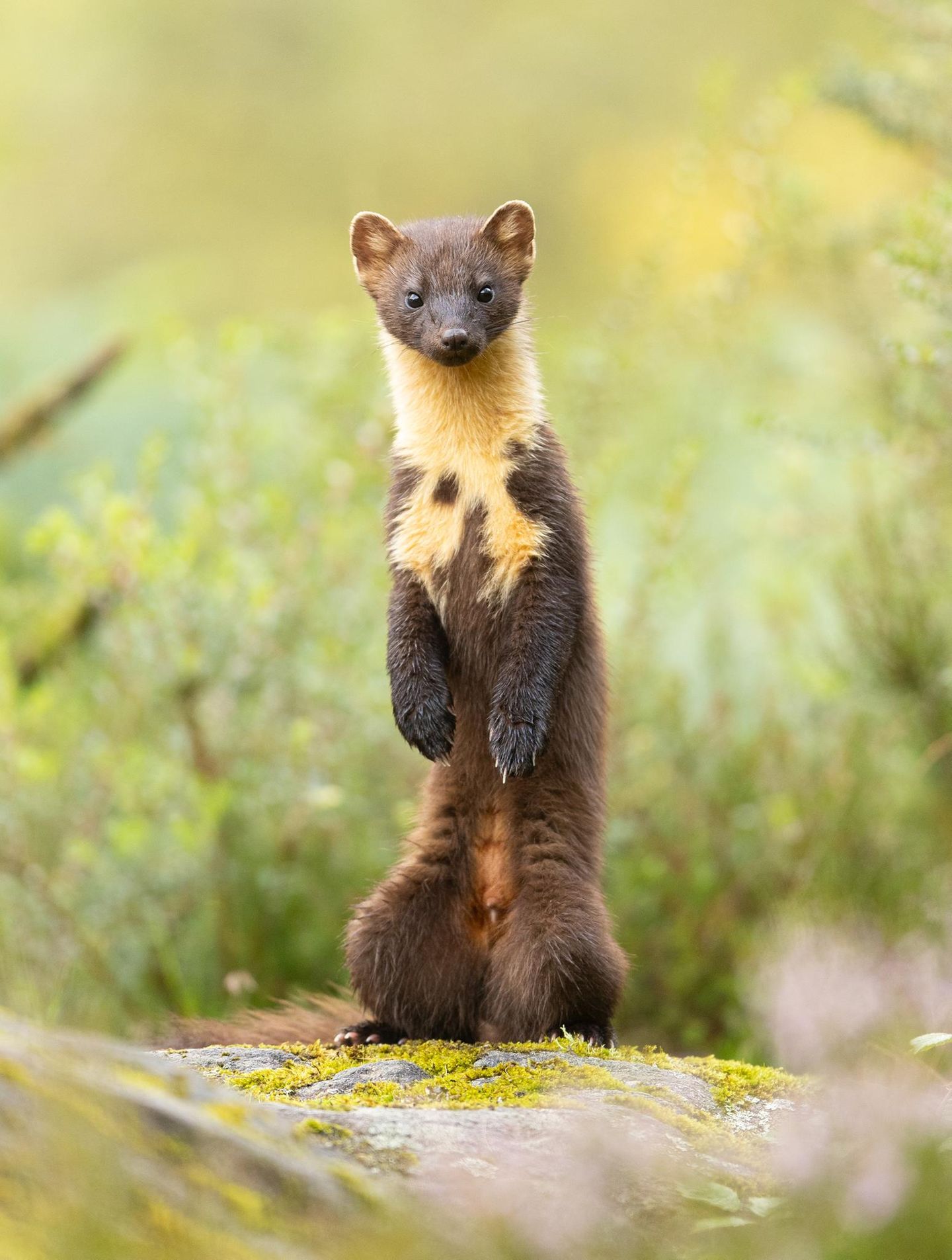 Animal Portraits  Standing Tall  Animal Portraits | Winner  Alastair Marsh  Pine marten (Martes martes)  Ardnamurchan, Scotland  I’ve been visiting Ardnamurchan in Scotland for 10 years now and it keeps me coming back. I visit every year in the hope of seeing pine martens. In the summer of 2024 I had one of my best visits up north with plenty of sightings, tempted by a small amount of peanuts I left out each evening. Every so often this young male would stand up to get a better view above the heather in front of him.