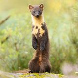 Animal Portraits  Standing Tall  Animal Portraits | Winner  Alastair Marsh  Pine marten (Martes martes)  Ardnamurchan, Scotland  I’ve been visiting Ardnamurchan in Scotland for 10 years now and it keeps me coming back. I visit every year in the hope of seeing pine martens. In the summer of 2024 I had one of my best visits up north with plenty of sightings, tempted by a small amount of peanuts I left out each evening. Every so often this young male would stand up to get a better view above the heather in front of him.