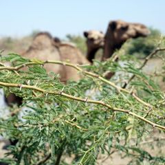 Ein dorniger Mesquite-Ast, dahinter ein Kamel