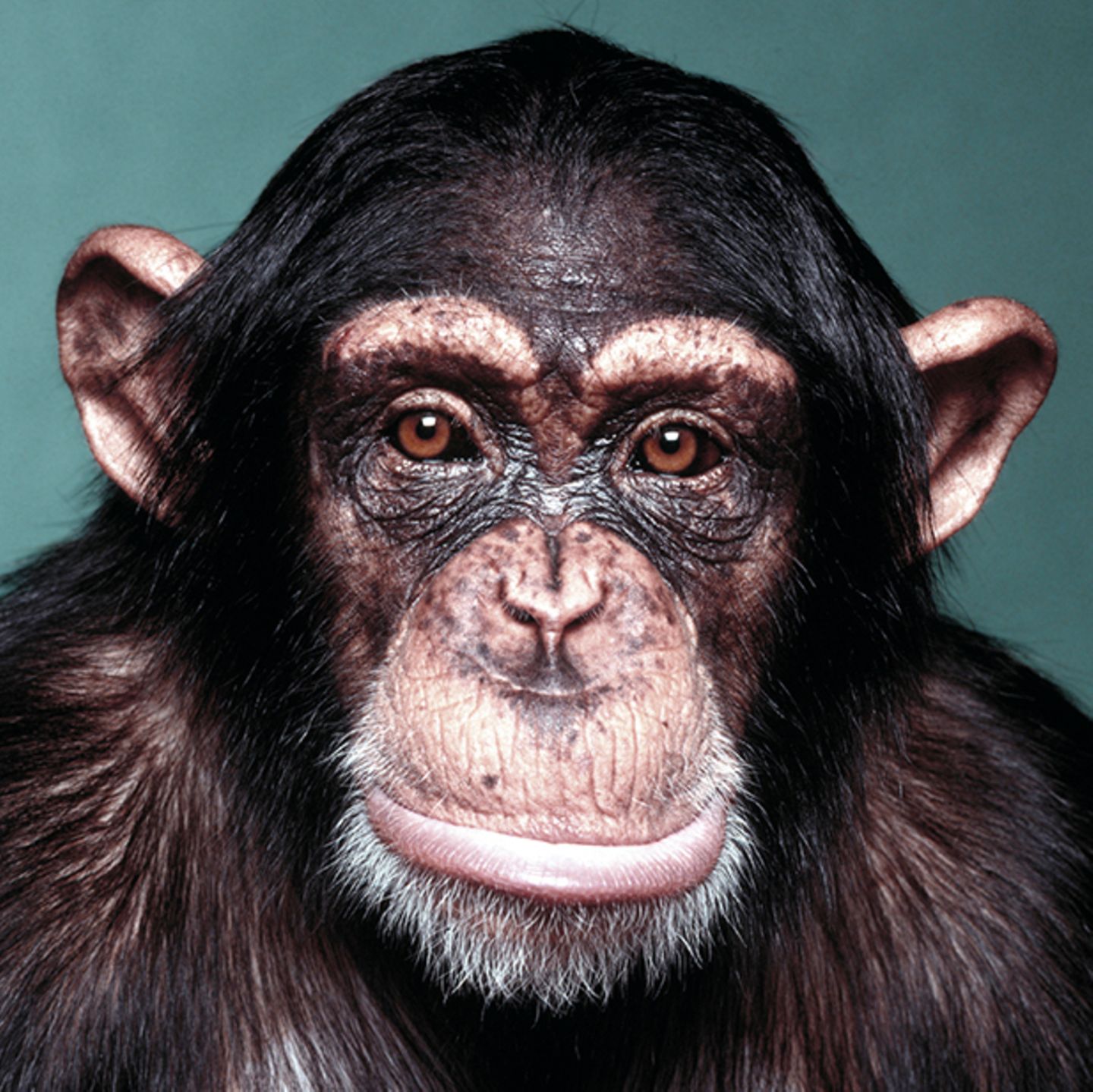 Ein Schimpanse und verschiedene Kristalle